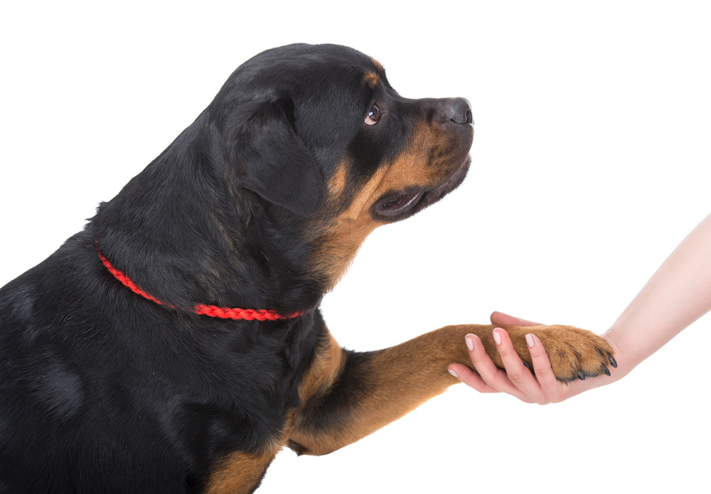 Are Rottweilers Easy to Train? (How Smart Are Rotties?)