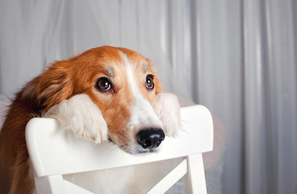 How Long Can Dogs Hold Their Pee? (10 Factors)