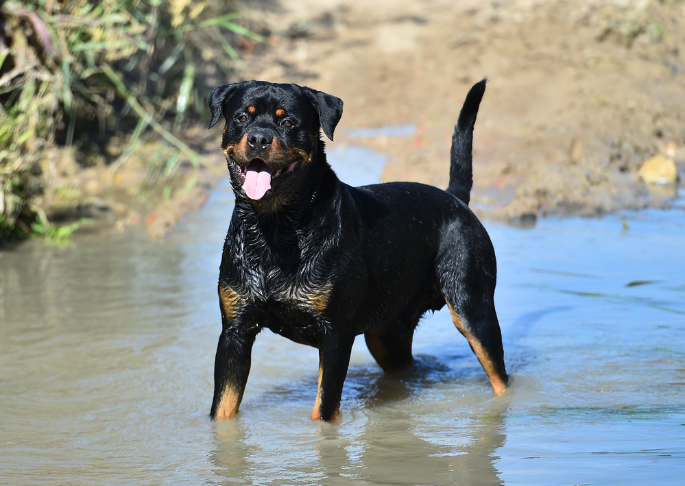 Are Rottweilers Athletic? (Everything You Need To Know)