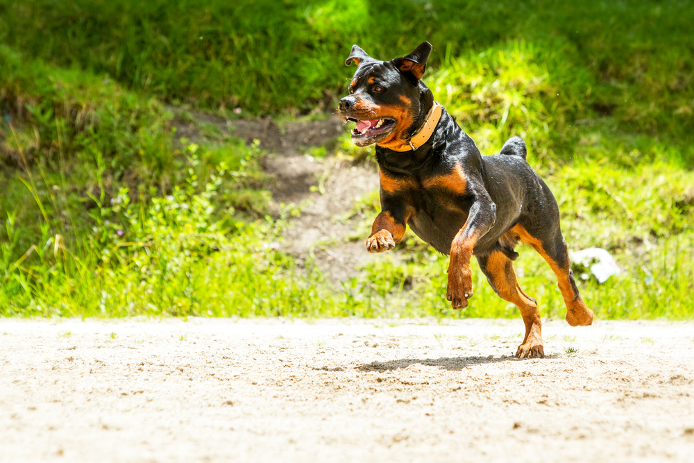 How Much Exercise Do Rottweilers Need? (Answered)