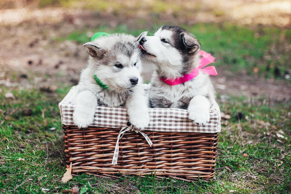 Why Do Dogs Lick Other Dogs' Ears? (6 Reasons Explained)