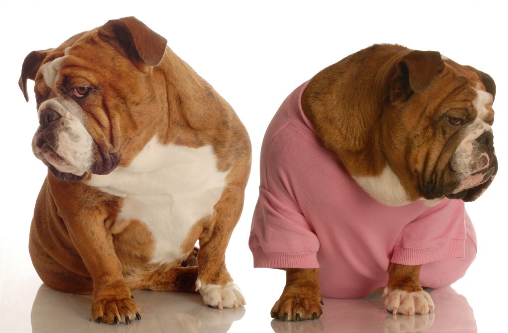Why Do Some Dogs Not Like Other Dogs? (10 Reasons Why)