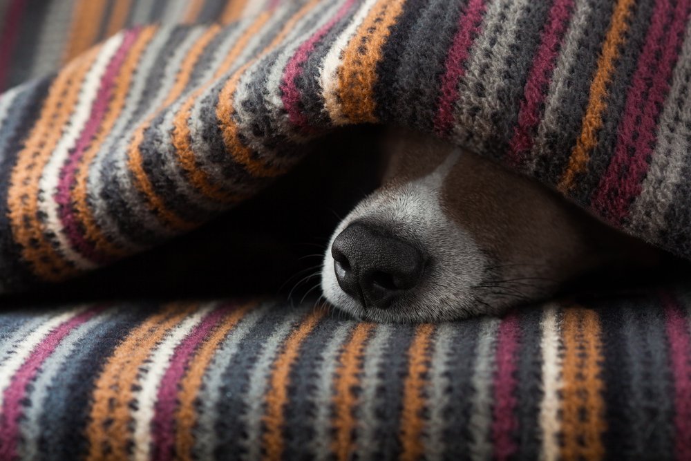 Why Do Pitbulls Like To Sleep Under Blankets? (8 Reasons)