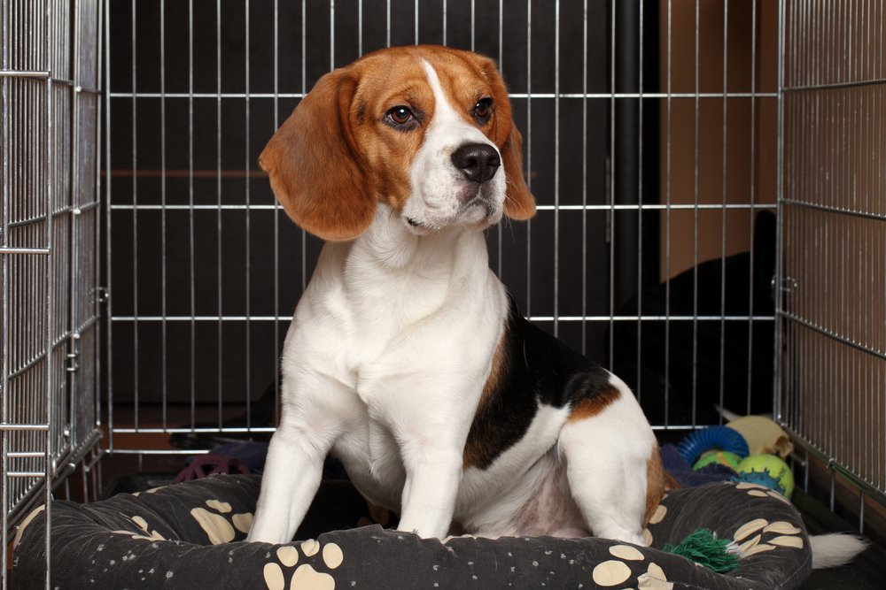 5 Reasons for Crate Training Regression and How To Fix It