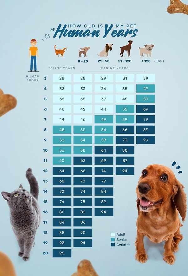 Why Is My Dog Suddenly More Affectionate? (9 Reasons)