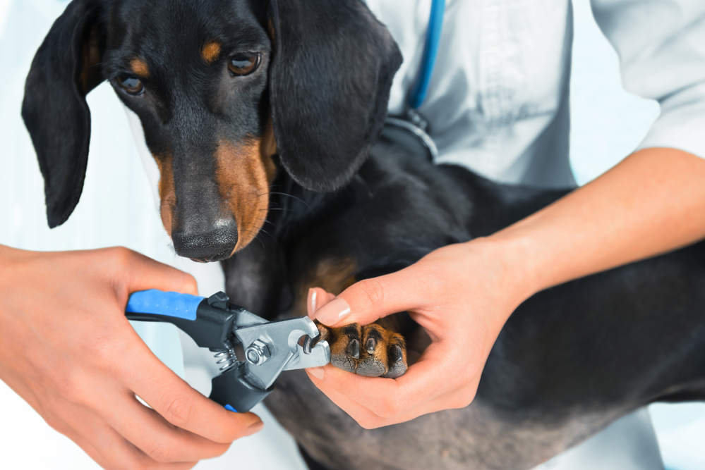 How Much Does It Cost To Get Dogs Nails Trimmed? Not A Bully