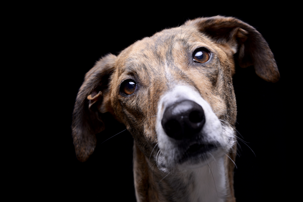Why Does My Dog Nibble On My Clothes? (12 Reasons)