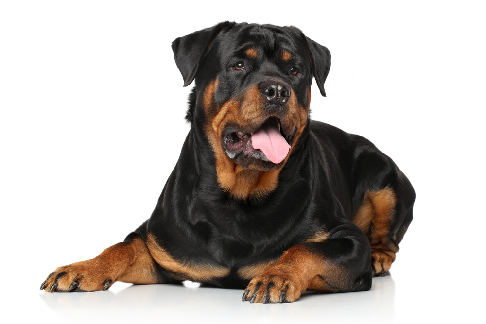 Can Rottweilers Chew on Bones? (Explained By Vet Tech)