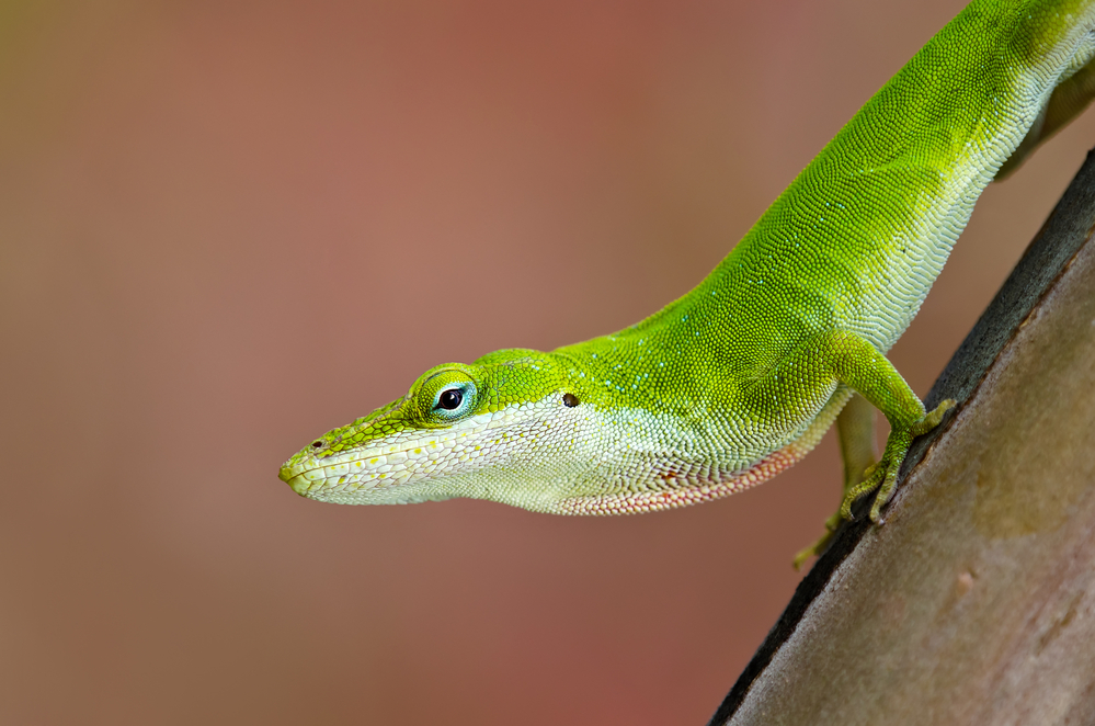 Are Lizards Bad For Dogs To Eat