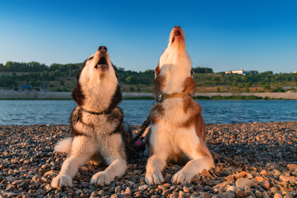 Is It Cruel To Make Your Dog Howl? (Answered By Trainer) Not A Bully Dog Training