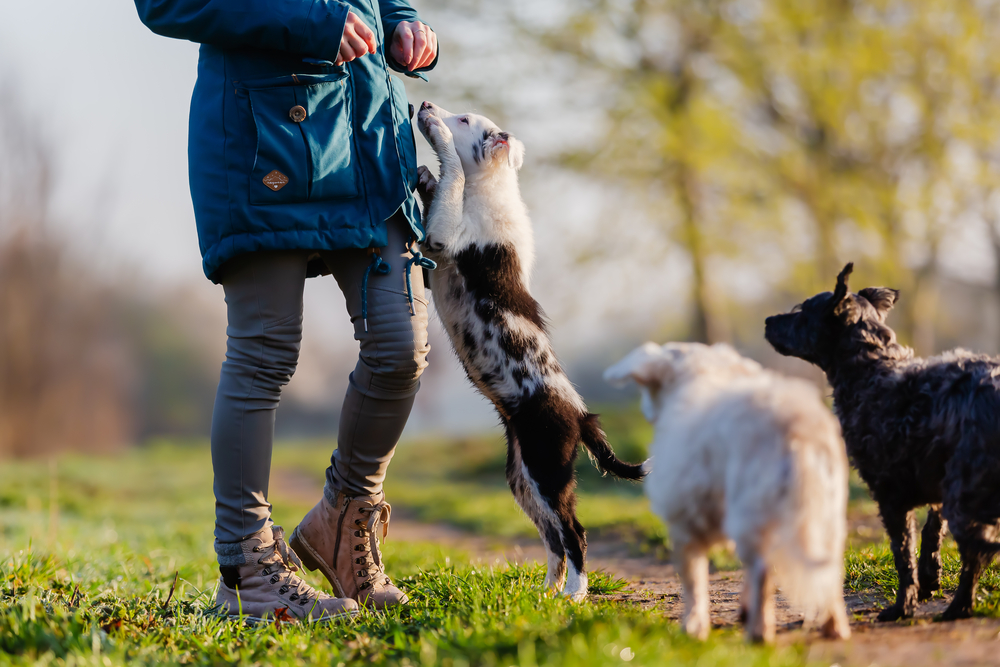 Why Does My Dog Jump On Me All Of A Sudden? (5 Reasons)