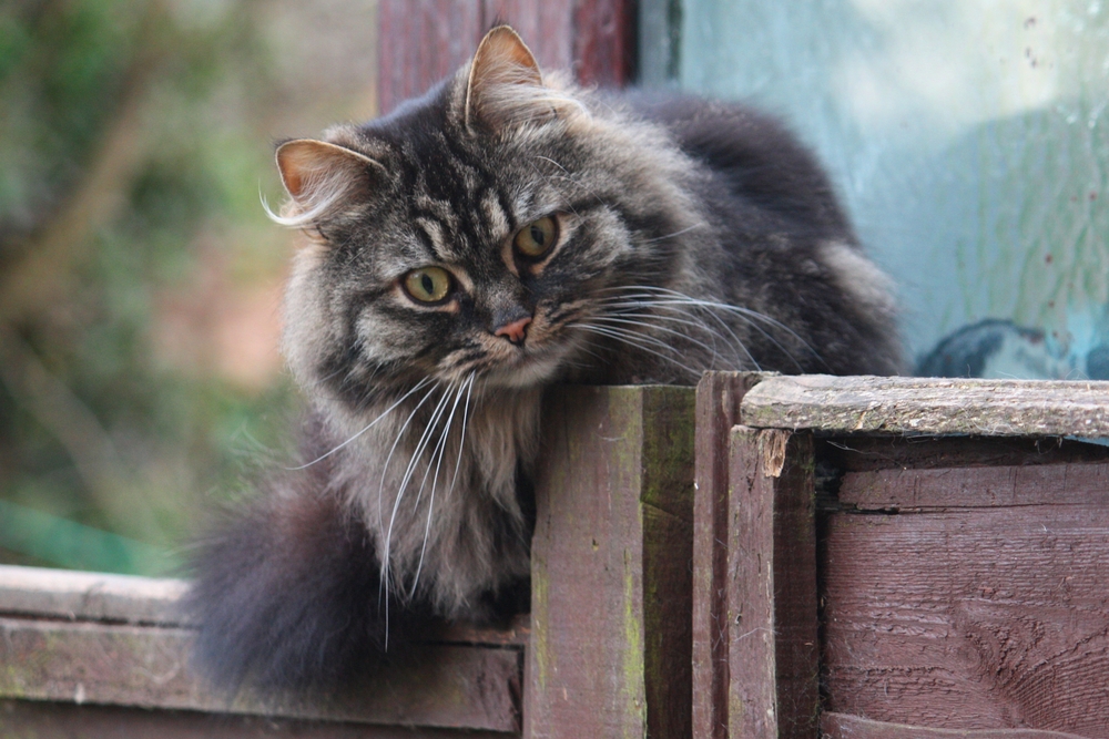 Are Great Pyrenees Good With Cats (Answered By Vet Tech)