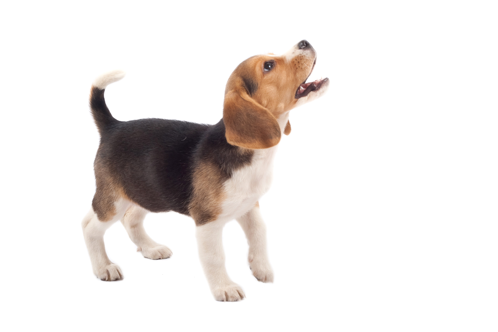 When Does A Puppy's Bark Get Deeper? (Explained)