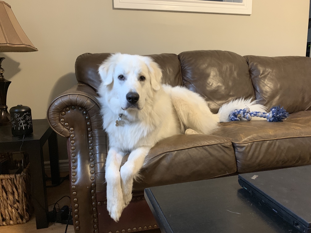8 Most Common Great Pyrenees Behavior Problems (Vet Tech Answers) Not