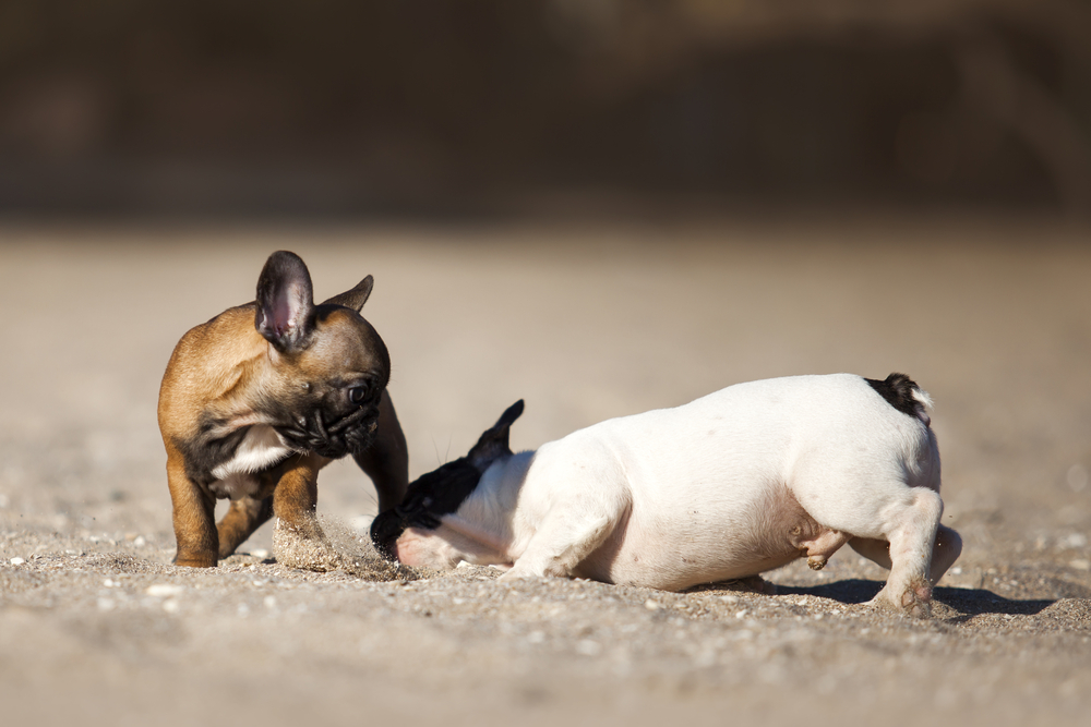 Why Does My Dog Grab Other Dog's Legs? (Trainer Explains) Not A Bully