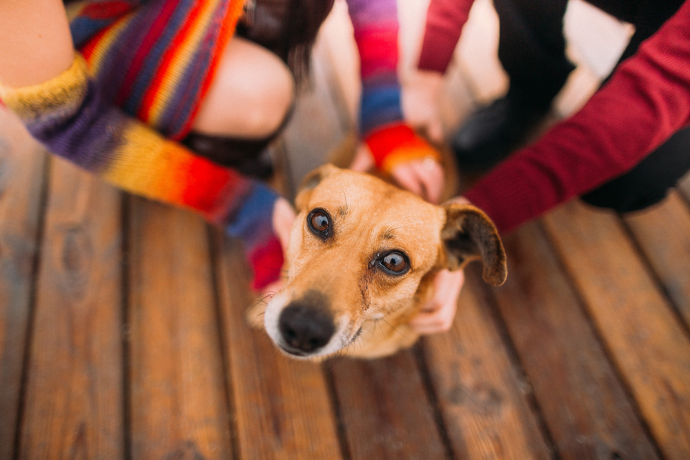 Why Does My Dog Ignore Me When I Have Visitors? (Dog Trainer Explains