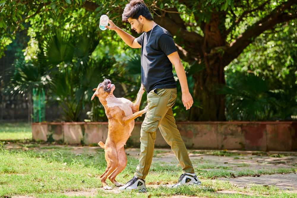 Why Do Boxer Dogs Box? (Vet Tech Explains) Not A Bully