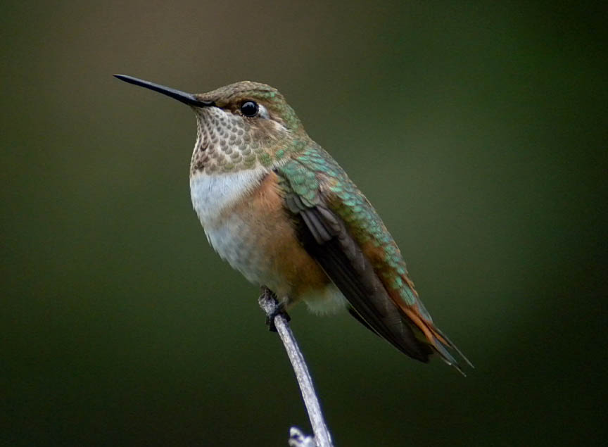 Northern Arizona Hummingbirds QCbirding Blog