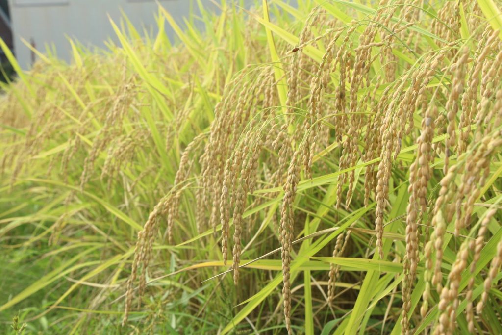 An easytounderstand explanation of why Niigata's sake is so good! The rice, water, snow and