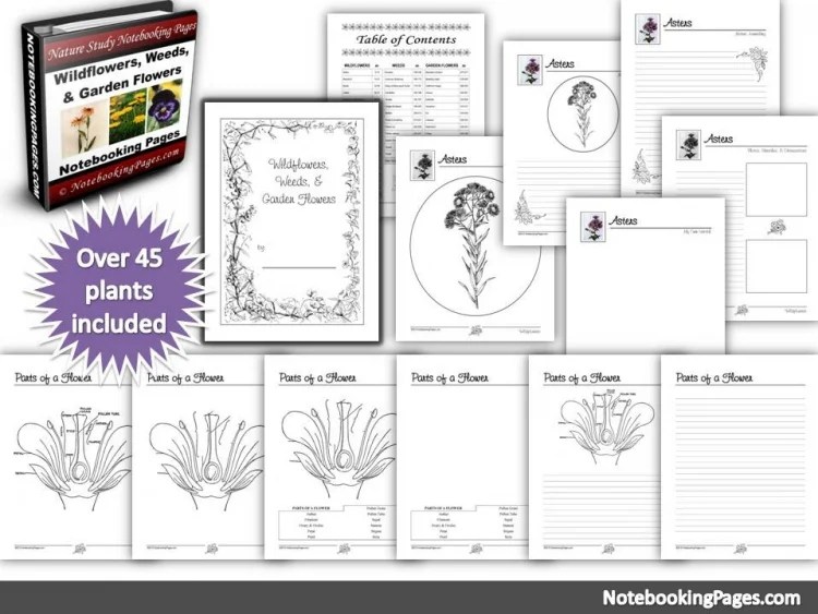 Free Flower Matching Game Printable The Natural Homeschool