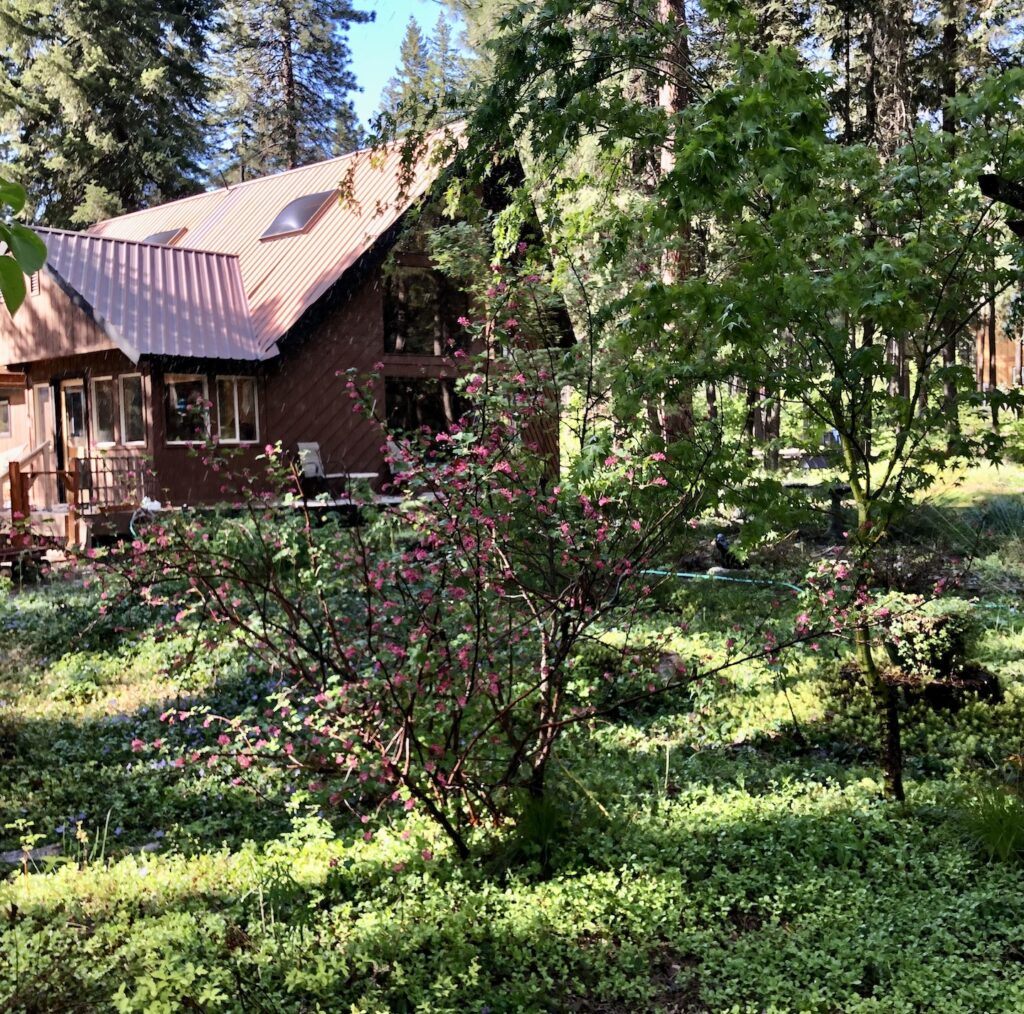 VISITING HOME "SHADY GROVE" By Lorelie Olson