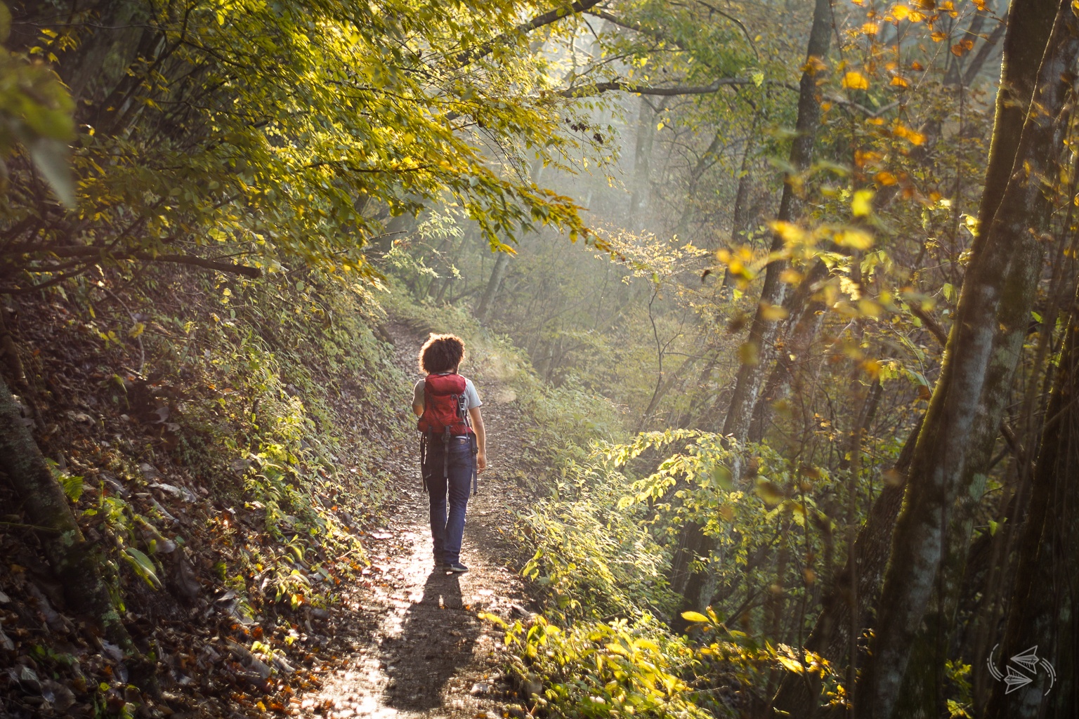 Shinrinyoku 'Forest bathing' is the latest Japanese health trend