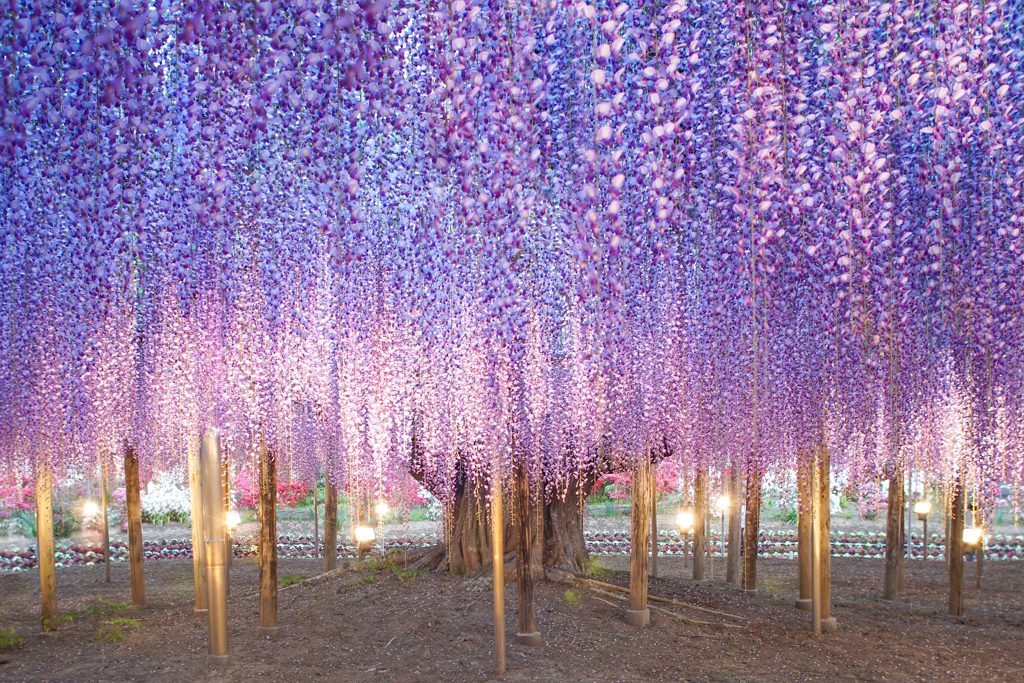 5 Japanese Flower Festivals You Shouldn't Miss