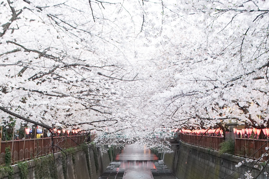 5 Japanese Flower Festivals You Shouldn't Miss