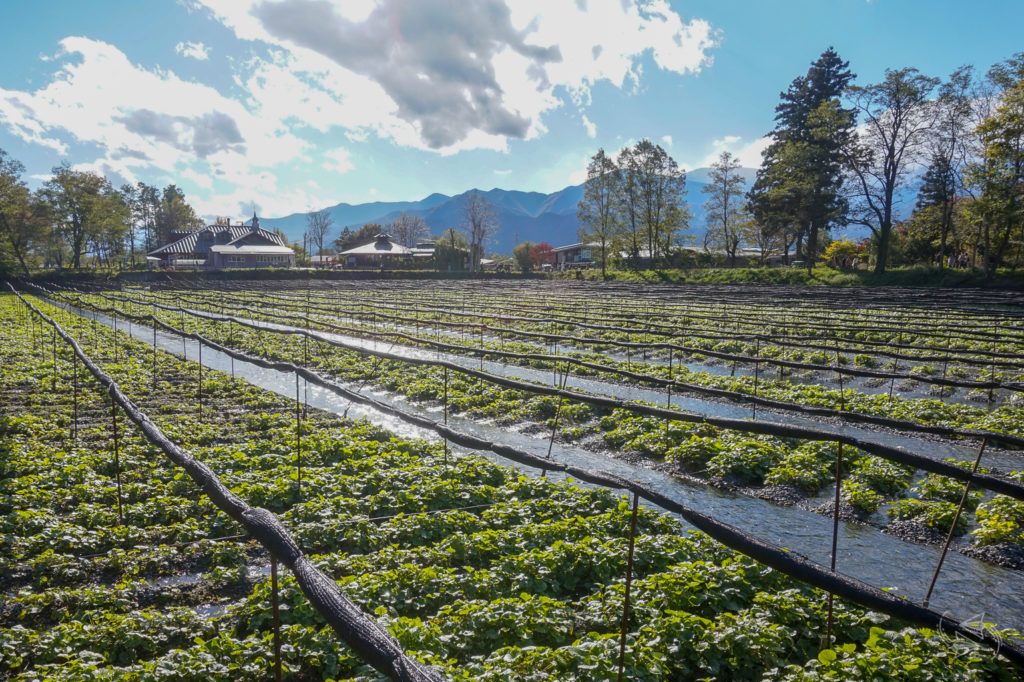 Daio Wasabi Farm Where to try REAL wasabi in Japan