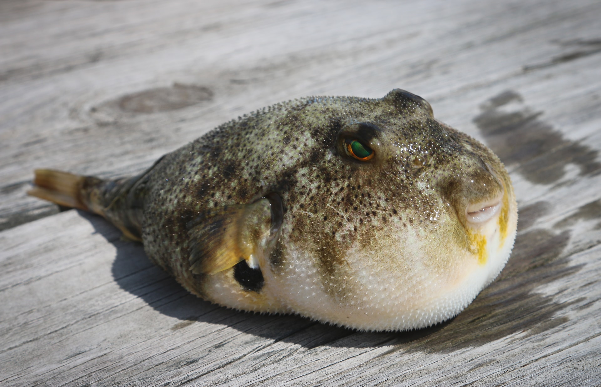 Fugu Fish The poisonous Japanese Puffer Fish you can buy online