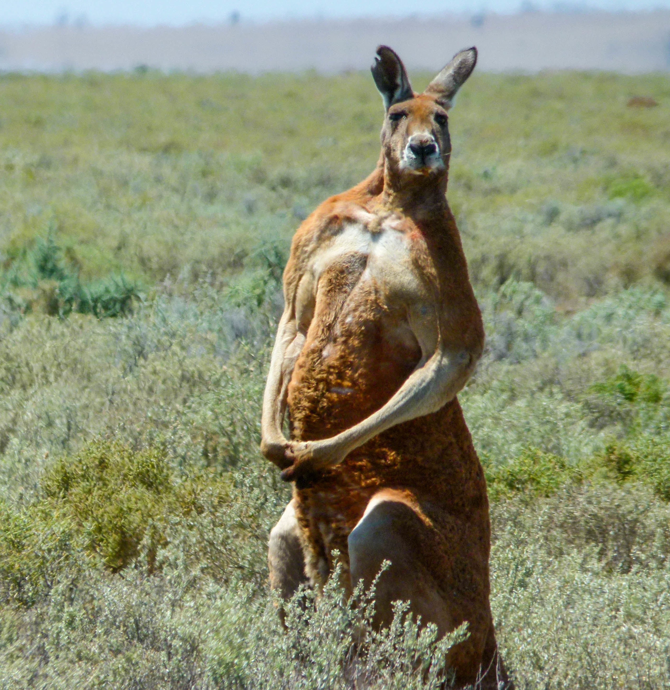 Ten fascinating kangaroo facts from Downunder