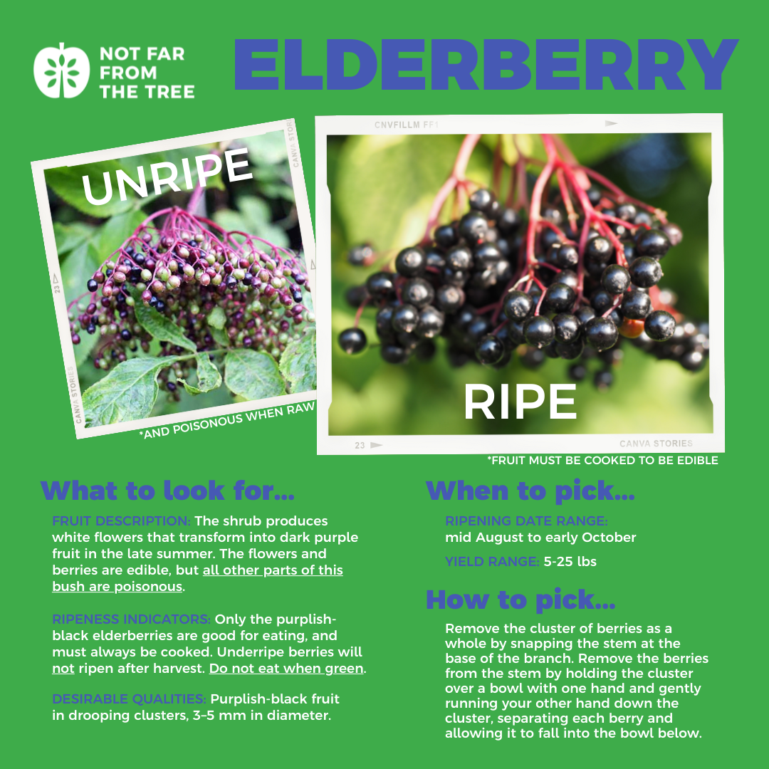 Elderberries Not Far From the Tree