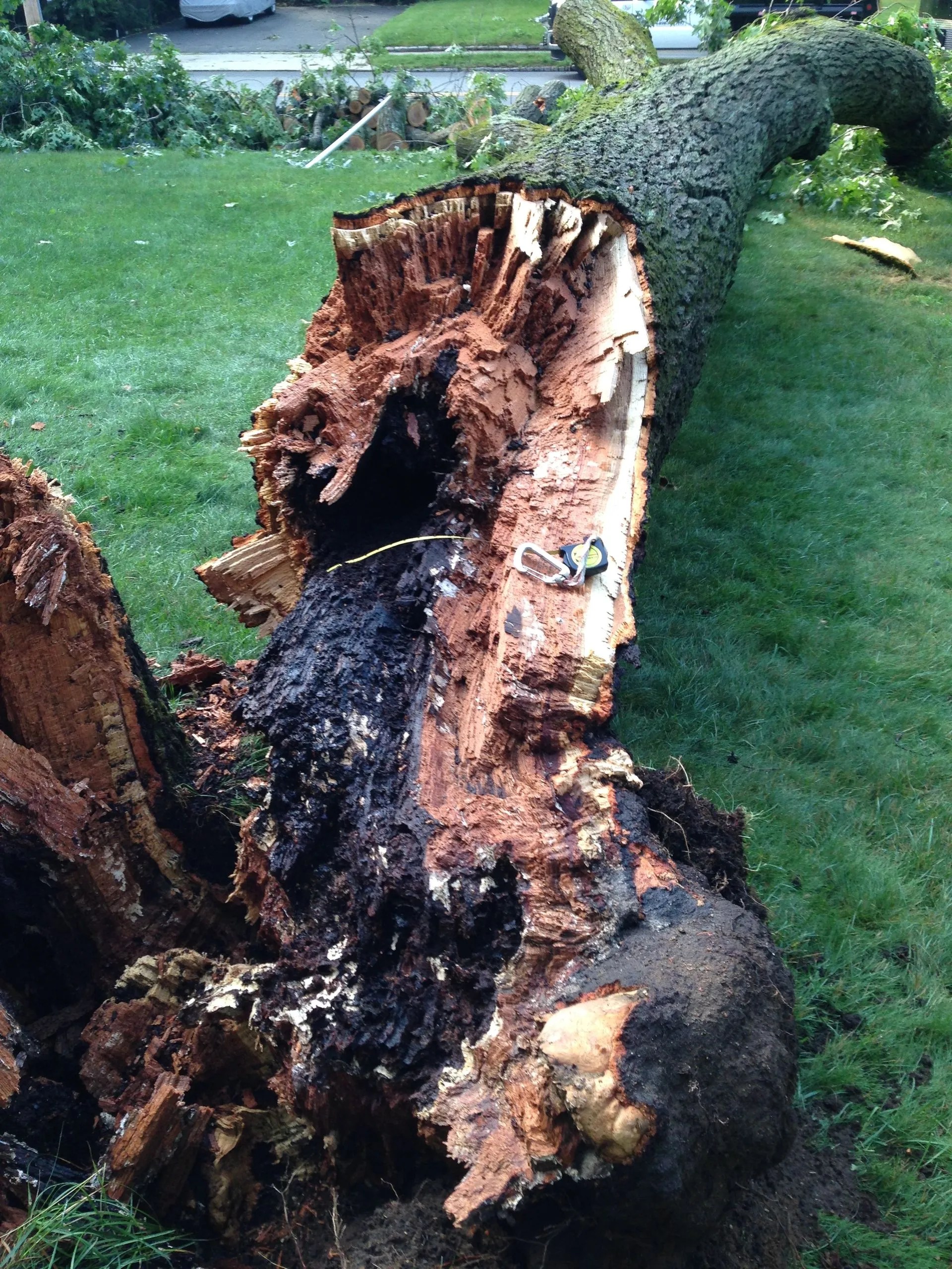 Understanding Tree Rot Causes and Consequences Nothing But Chips
