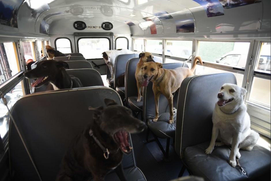 Guatemala El "Can Bus" para perros rescatados que viajan por toda la