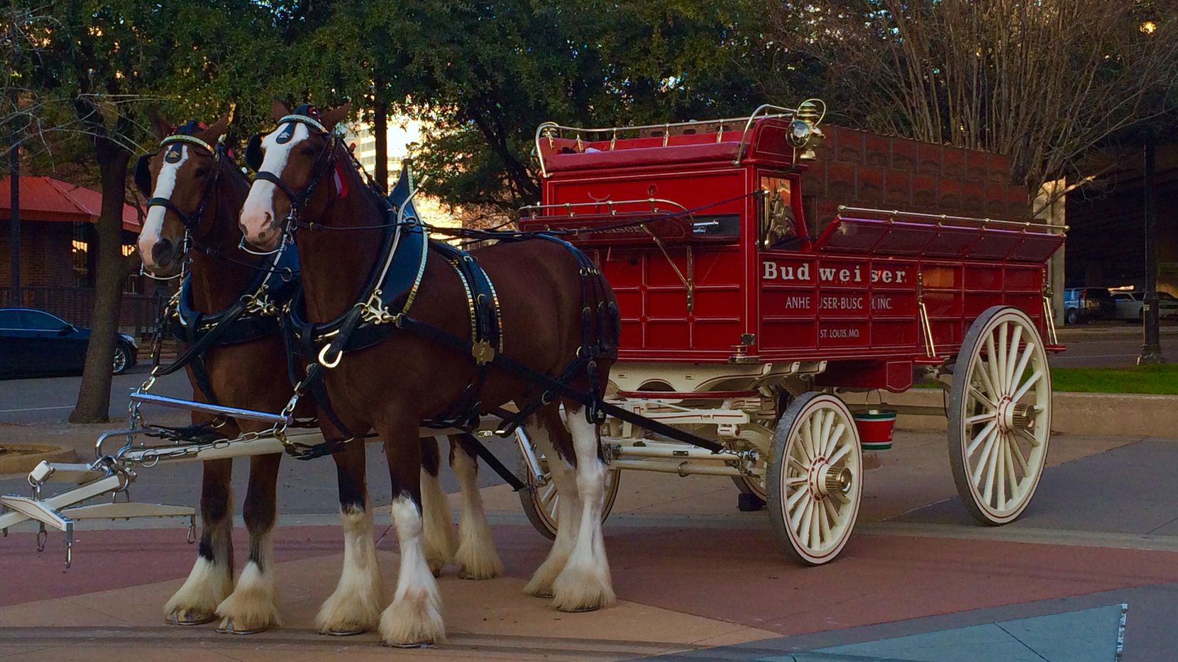 Budweiser Clydesdales de visita en Jacksonville