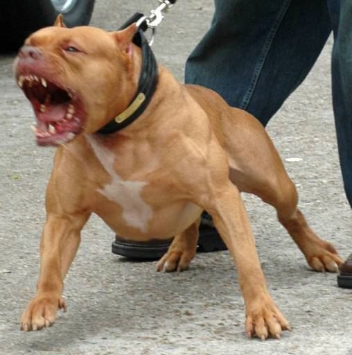 Las 12 razas de perro más peligrosas del mundo Notinerd