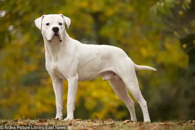 Las 10 Razas de Perro más caras del mundo Notinerd