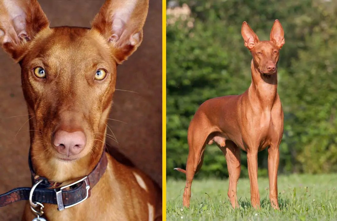 Las 10 Razas de Perro más caras del mundo Notinerd