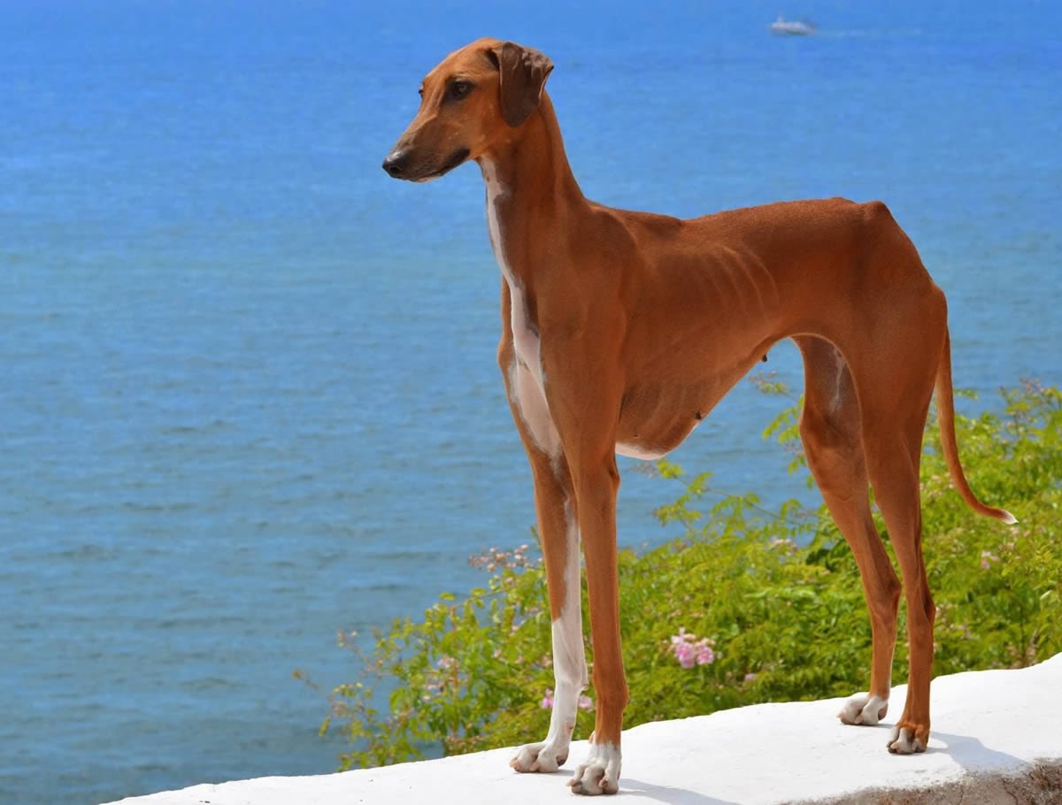 Las 10 Razas de Perro más caras del mundo Notinerd