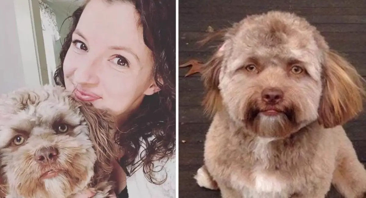 14 Curiosidades científicas sobre los perros Notinerd
