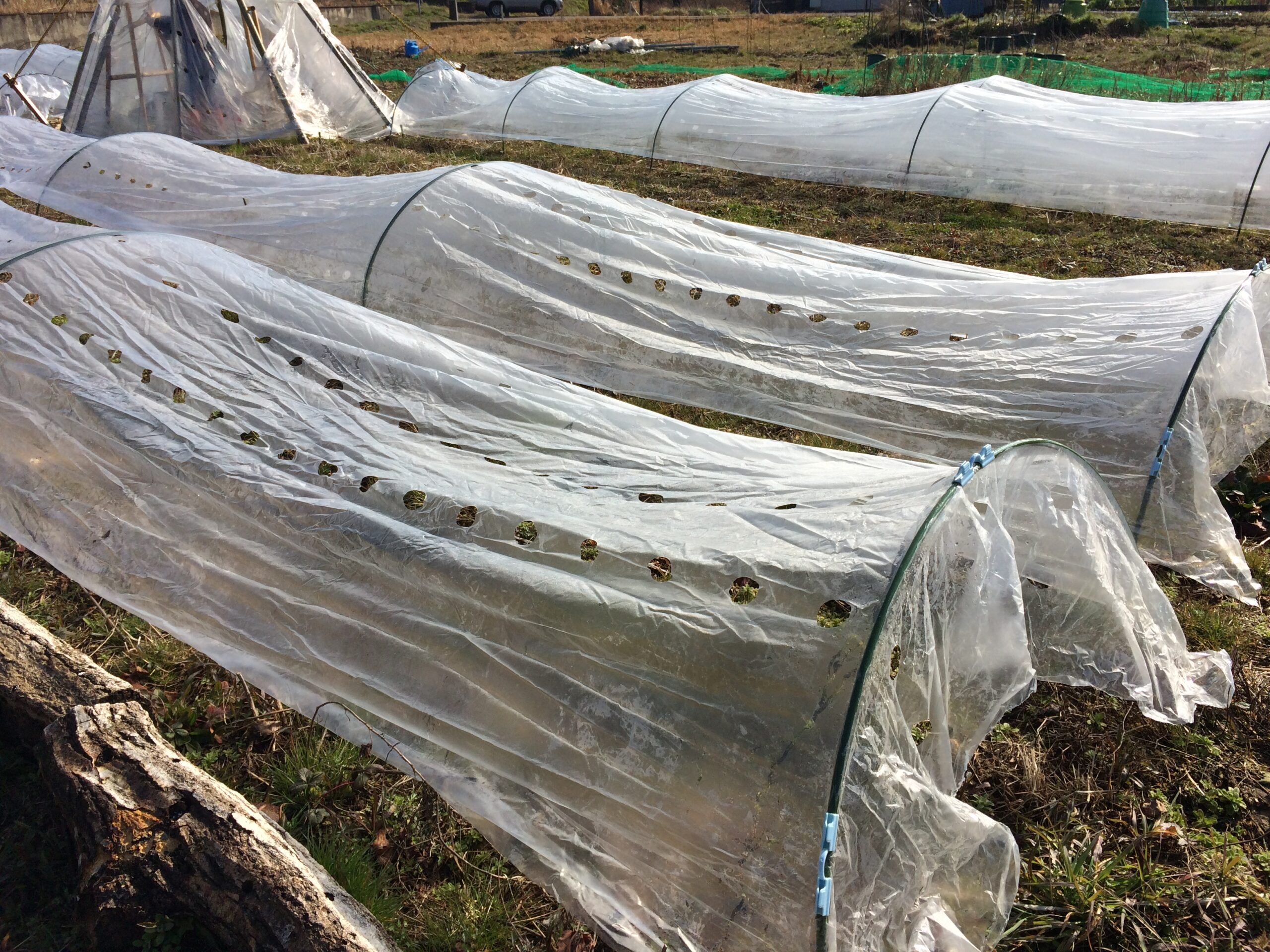 Amazing 38++ いちご 露地 栽培 トンネル with Full Pics