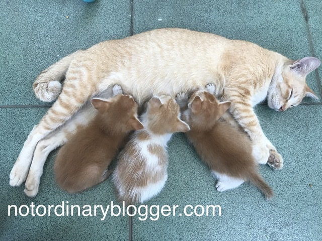 Tempat Favorit Induk Kucing Meletakan Anaknya yang Baru Lahir