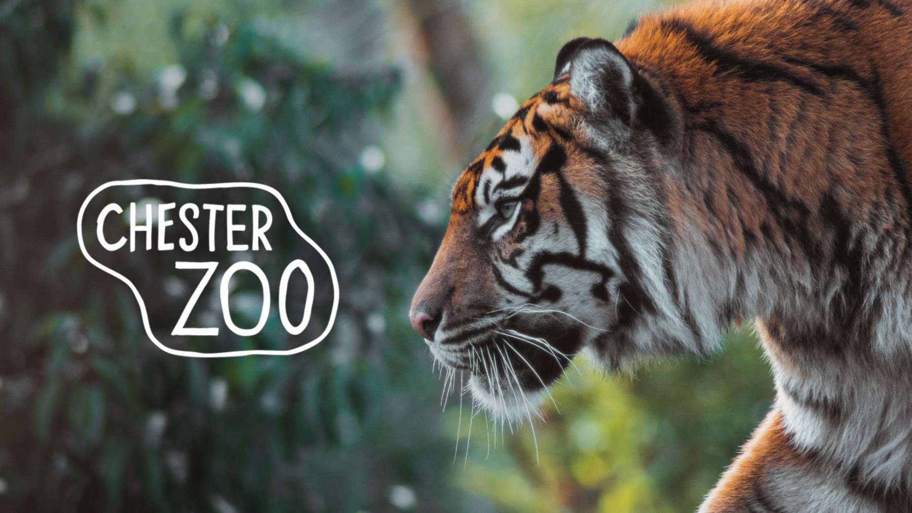 New client win Chester Zoo Notorious
