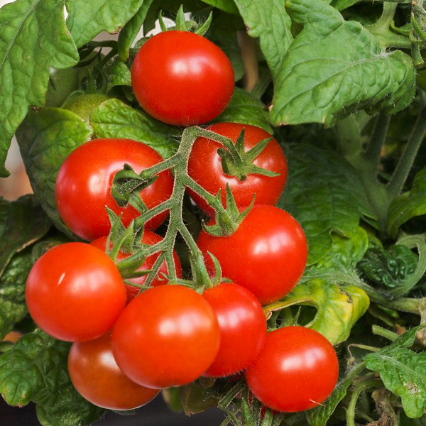 Mon choix de semences pour 2021 Notre bassecour