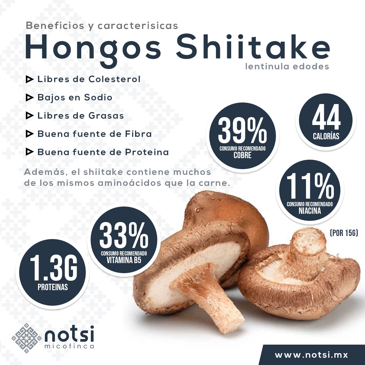 Infografía hongo shiitake Notsi Micofinca