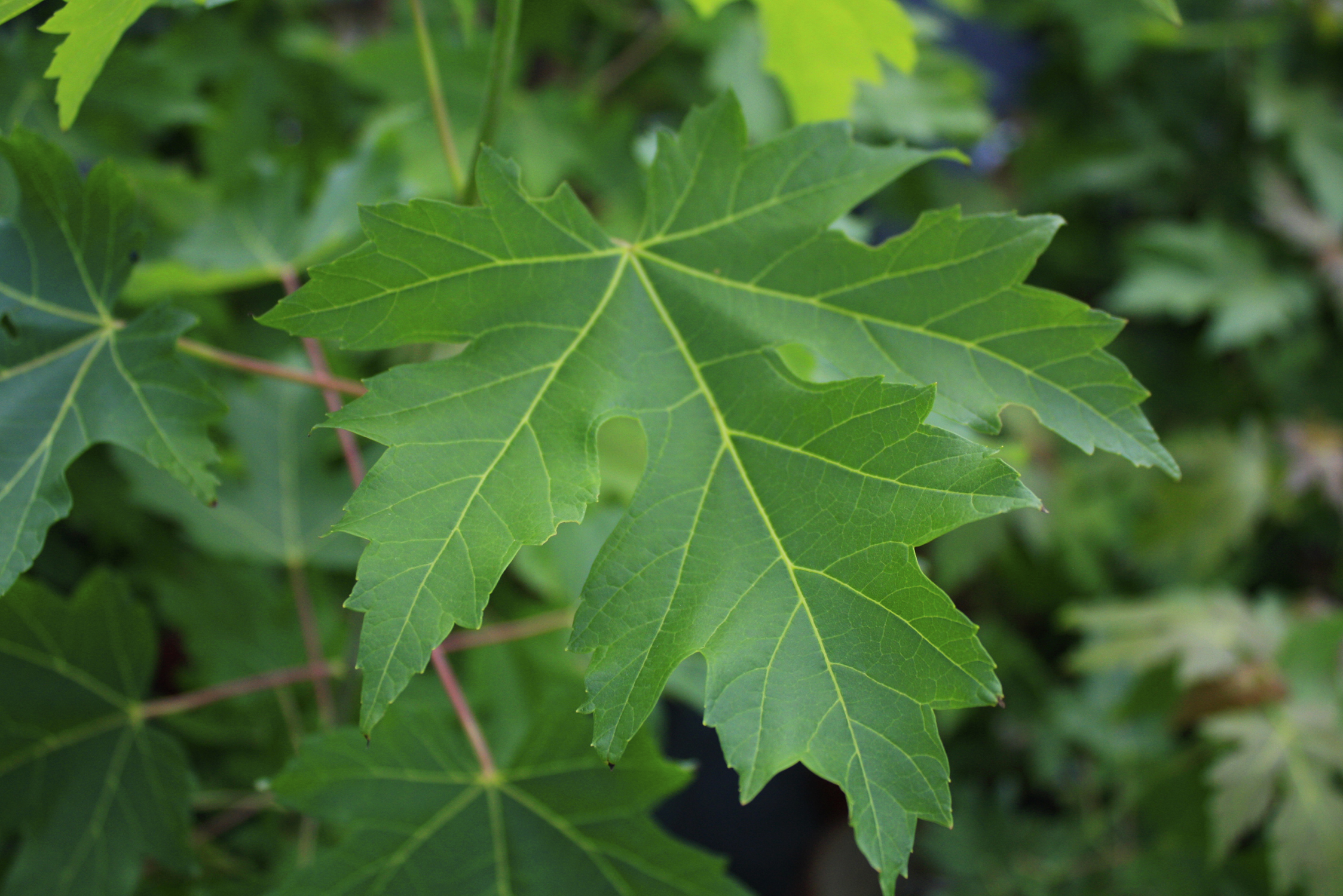 Silver Maple leaf 2 — Ontario Native Plant Nursery Container Grown