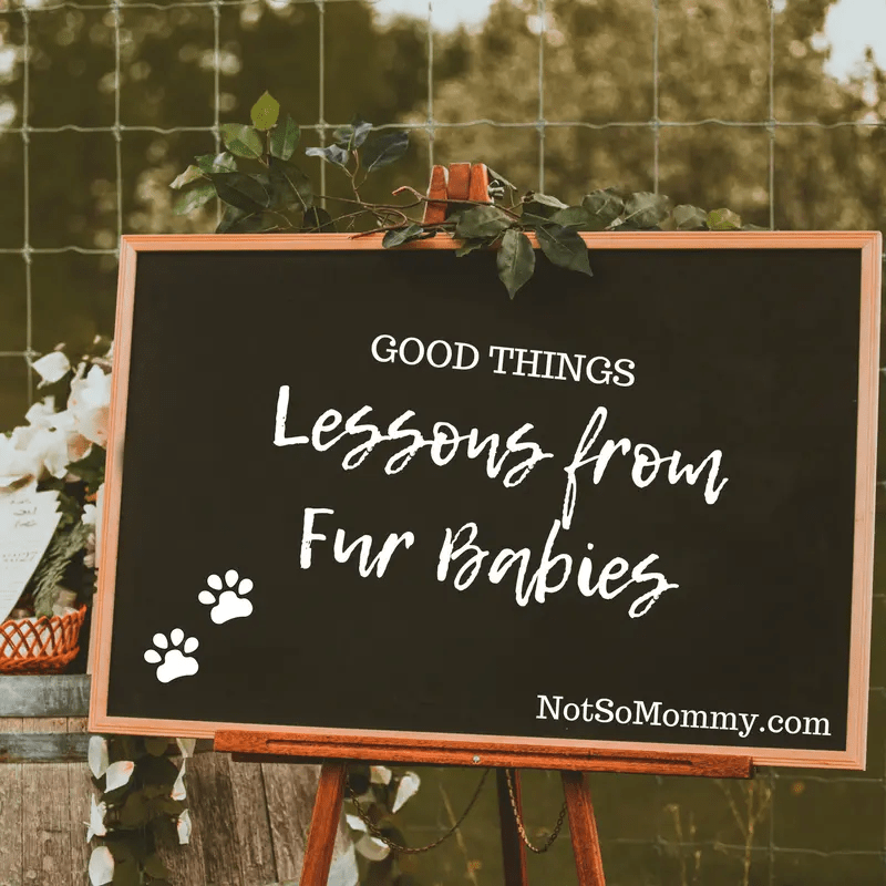 Lessons from Fur Babies Good Things Blog Not So Mommy...™