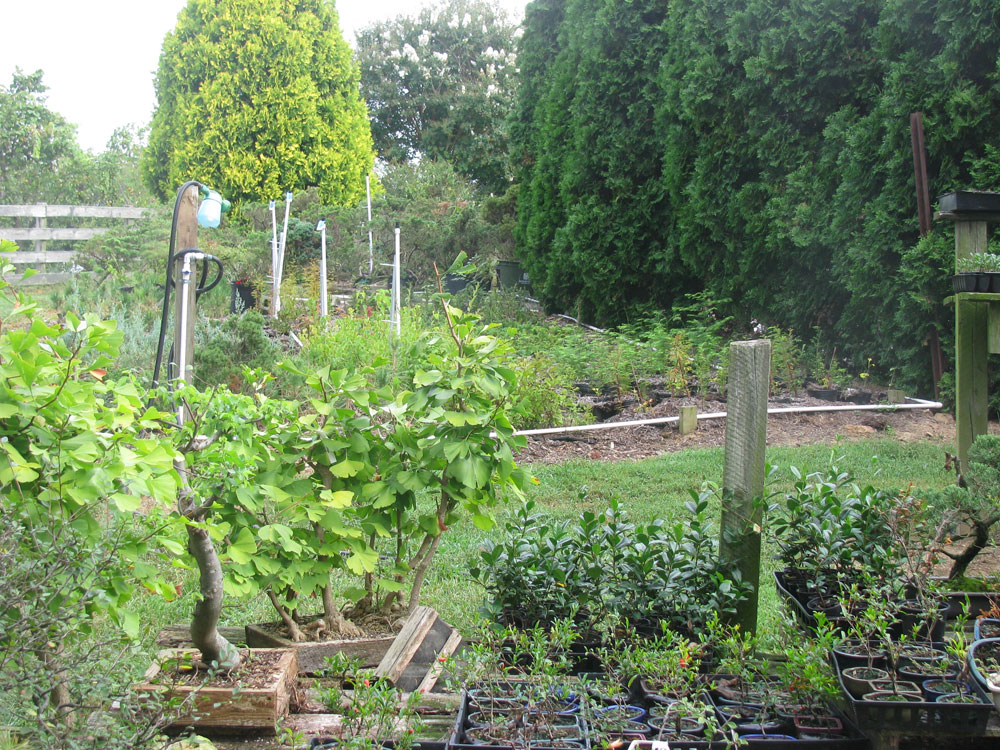 Nottingham Bonsai Home