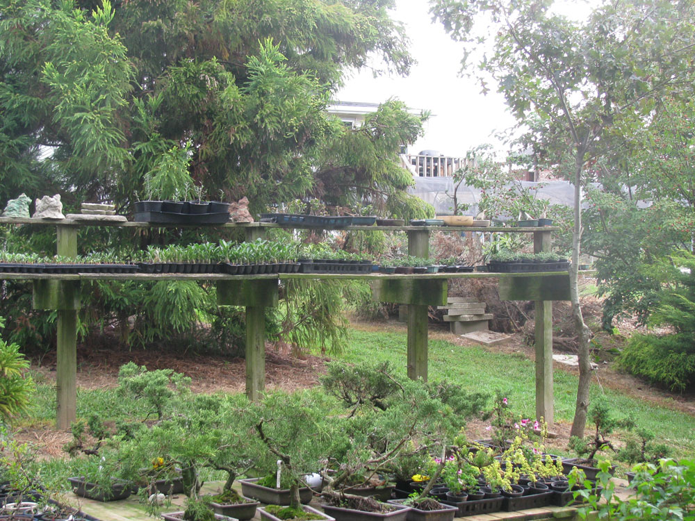 Nottingham Bonsai Home