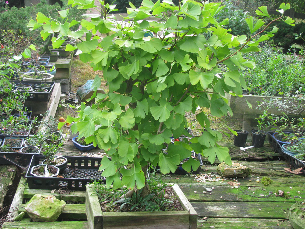Nottingham Bonsai Home